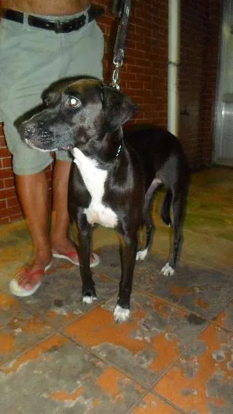 Cachorro ra a SRD idade 2 anos nome Sem nome