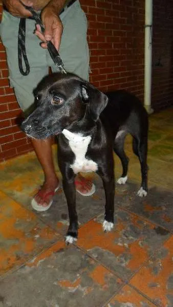 Cachorro ra a SRD idade 2 anos nome Sem nome