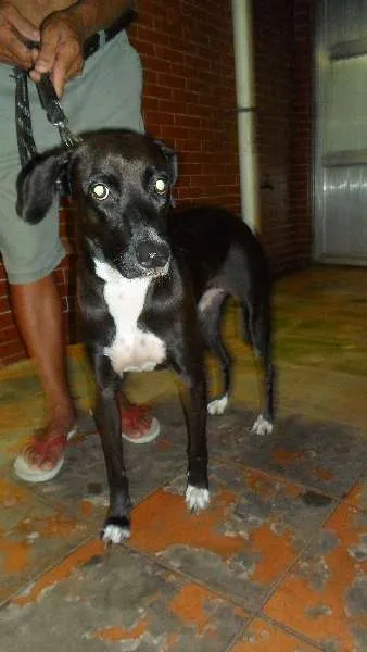 Cachorro ra a SRD idade 2 anos nome Sem nome