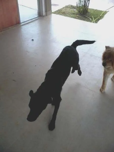 Cachorro ra a Labrador idade 7 a 11 meses nome Pagu