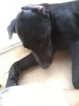 Pagu