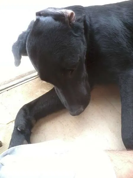 Cachorro ra a Labrador idade 7 a 11 meses nome Pagu