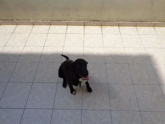 Cachorro ra a Cocker idade 2 a 6 meses nome Bob