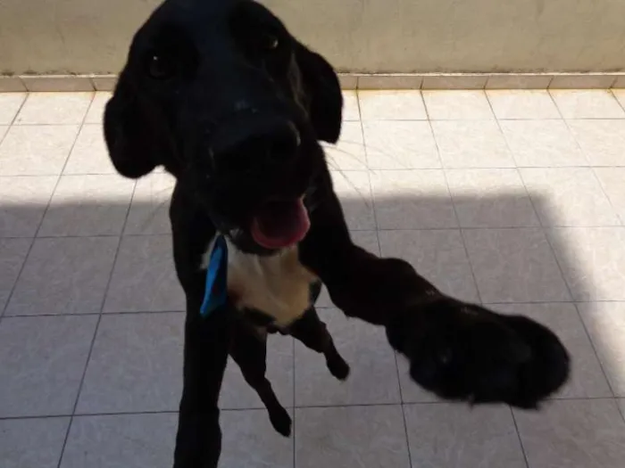 Cachorro ra a Cocker idade 2 a 6 meses nome Bob