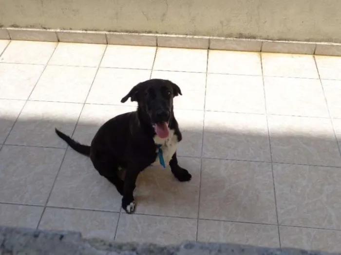 Cachorro ra a Cocker idade 2 a 6 meses nome Bob