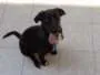 Cachorro ra a Cocker idade 2 a 6 meses nome Bob