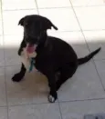 Bob