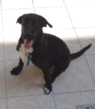 Cachorro ra a Cocker idade 2 a 6 meses nome Bob