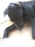 Pagu