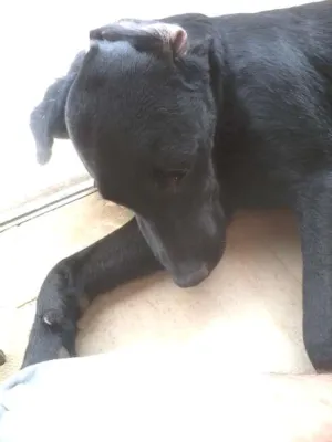 Cachorro raça Labrador idade 7 a 11 meses nome Pagu