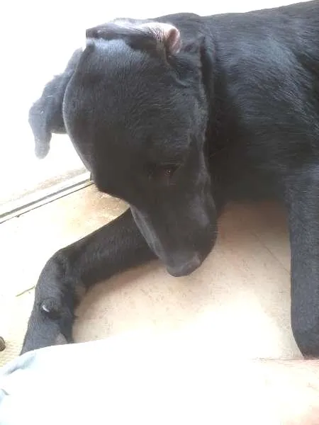 Cachorro ra a Labrador idade 7 a 11 meses nome Pagu