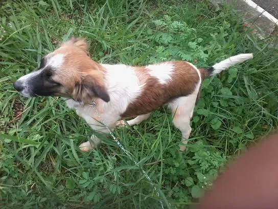 Cachorro ra a SRD idade 7 a 11 meses nome BIA