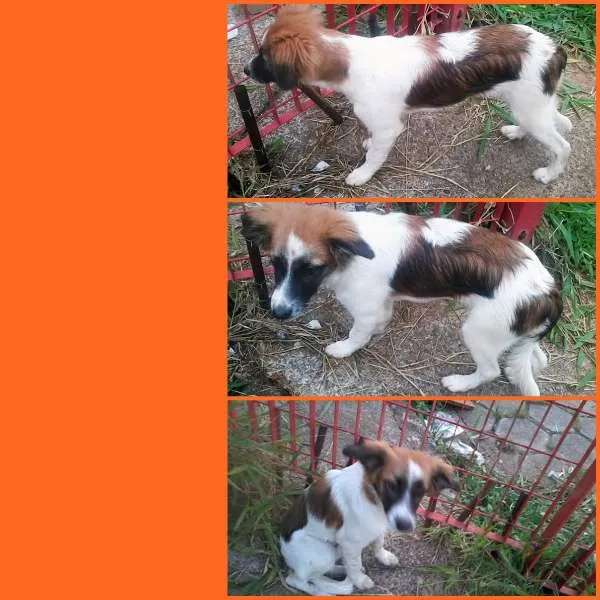 Cachorro ra a SRD idade 7 a 11 meses nome BIA