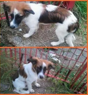 Cachorro raça SRD idade 7 a 11 meses nome BIA
