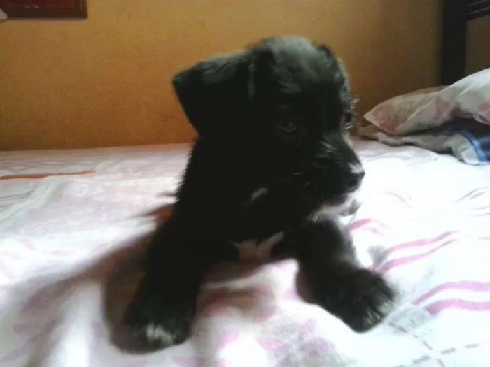Cachorro ra a naõ tem idade Abaixo de 2 meses nome não tem