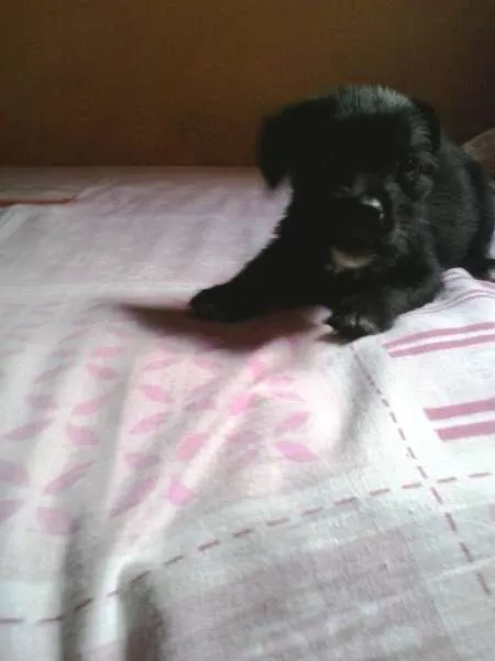 Cachorro ra a naõ tem idade Abaixo de 2 meses nome não tem