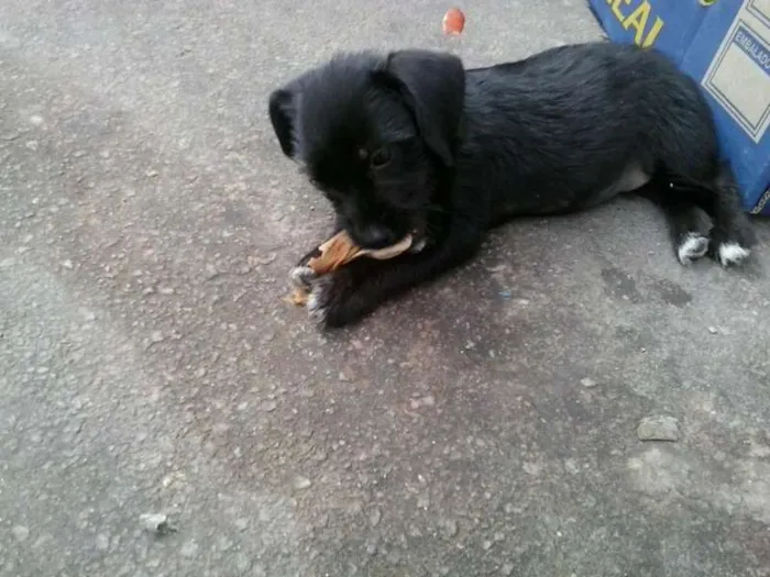 Cachorro ra a não tem  idade Abaixo de 2 meses nome não tem 