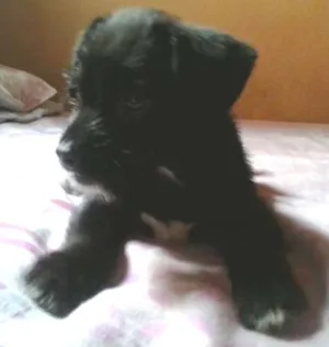 Cachorro raça não tem  idade Abaixo de 2 meses nome não tem 