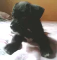 não tem