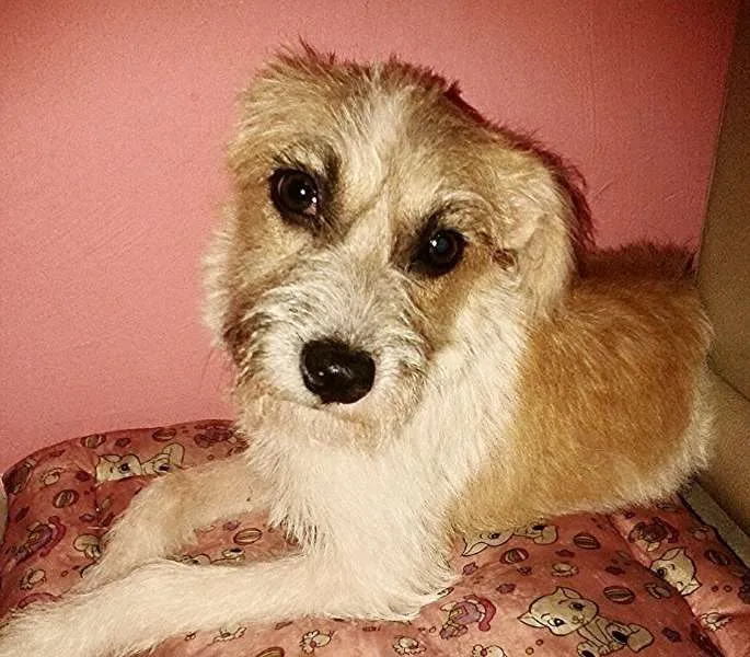 Cachorro ra a SRD idade 2 a 6 meses nome Lili