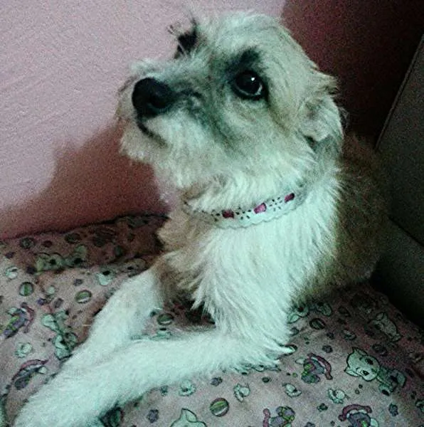 Cachorro ra a SRD idade 2 a 6 meses nome Lili