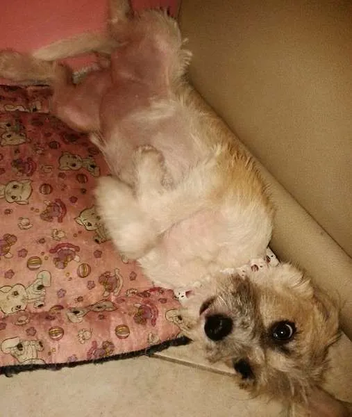 Cachorro ra a SRD idade 2 a 6 meses nome Lili
