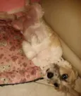 Lili