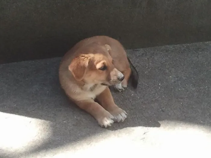 Cachorro ra a SRD idade 2 a 6 meses nome Gêmeo