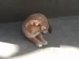 Gêmeo