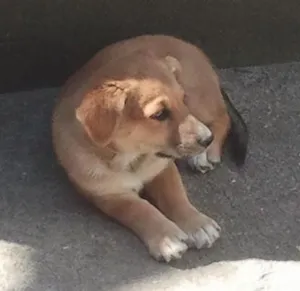 Cachorro raça SRD idade 2 a 6 meses nome Gêmeo