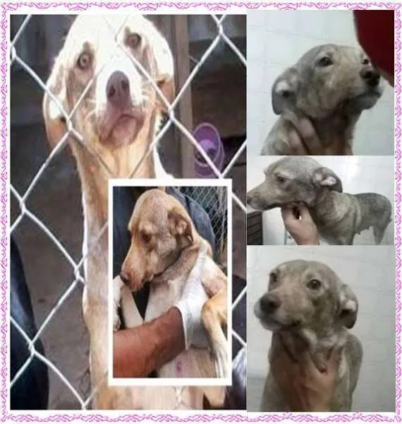 Cachorro ra a SRD idade 1 ano nome Cida