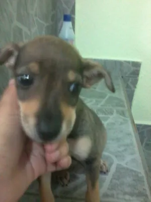 Cachorro raça SRD idade 2 a 6 meses nome bela