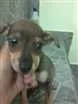 Cachorro raça SRD idade 2 a 6 meses nome bela