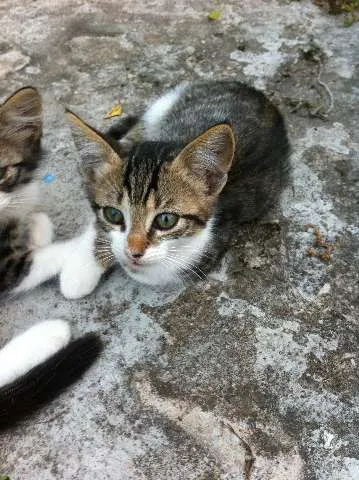 Gato ra a De Rua idade 2 a 6 meses nome Sem Nome