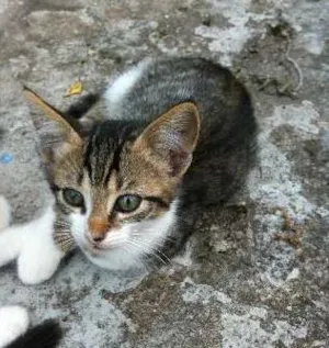 Gato raça De Rua idade 2 a 6 meses nome Sem Nome
