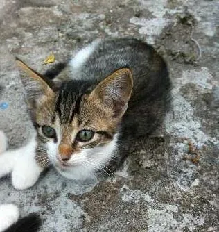 Gato ra a De Rua idade 2 a 6 meses nome Sem Nome