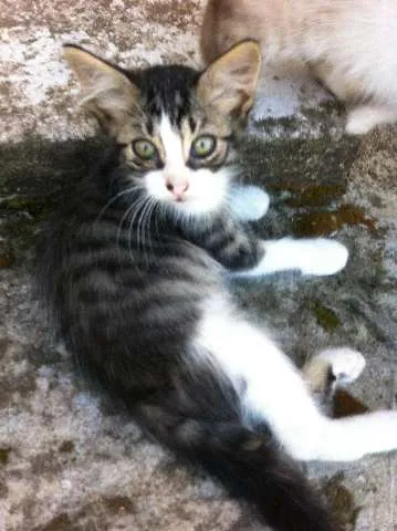 Gato ra a De Rua idade 2 a 6 meses nome Sem Nome