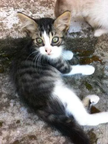 Gato ra a De Rua idade 2 a 6 meses nome Sem Nome