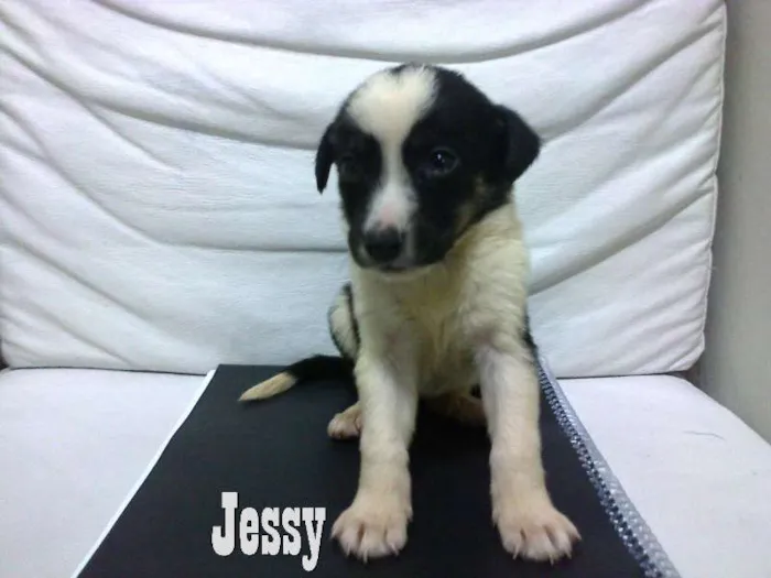 Cachorro ra a misturada idade Abaixo de 2 meses nome Jessy , Bug , Bende