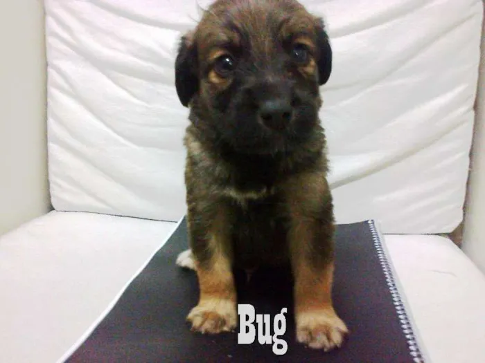 Cachorro ra a misturada idade Abaixo de 2 meses nome Jessy , Bug , Bende