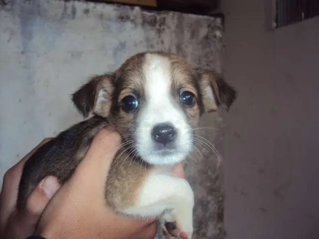 Cachorro ra a não definida idade Abaixo de 2 meses nome filhotinho