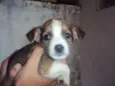 filhotinho