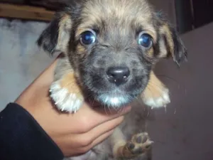 Cachorro raça não definida idade Abaixo de 2 meses nome filhotinho
