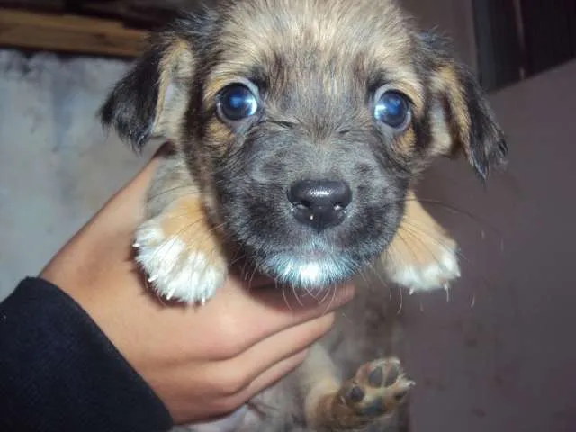 Cachorro ra a não definida idade Abaixo de 2 meses nome filhotinho
