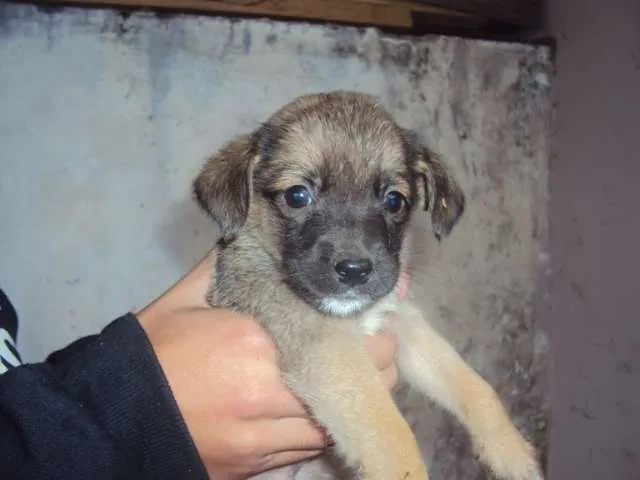 Cachorro ra a não definida idade Abaixo de 2 meses nome filhotinho