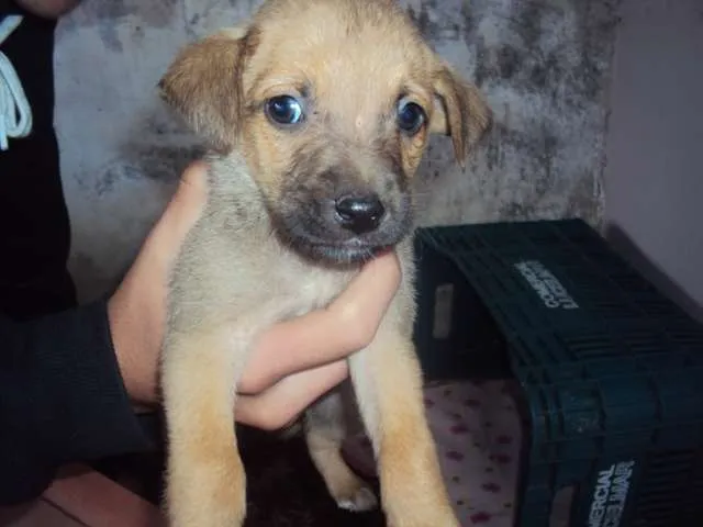 Cachorro ra a não definida idade Abaixo de 2 meses nome filhotinho