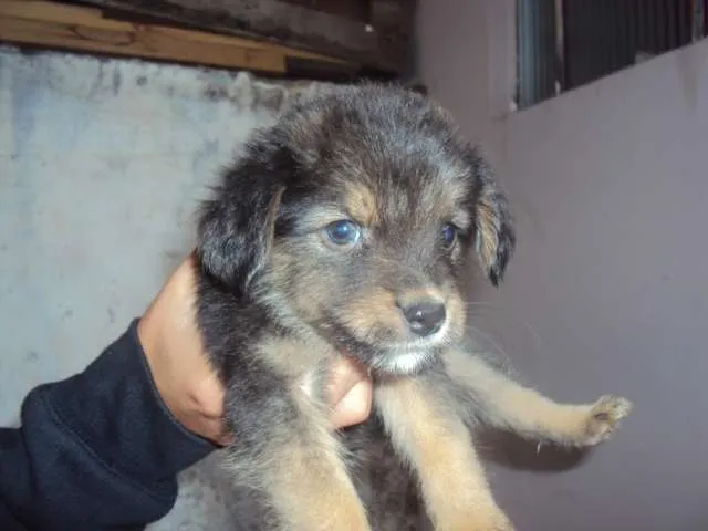Cachorro ra a não definida idade Abaixo de 2 meses nome filhotinho
