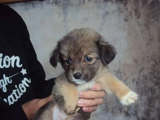 Cachorro ra a não definida idade Abaixo de 2 meses nome filhotinho