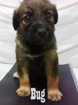 Cachorro raça misturada idade Abaixo de 2 meses nome Jessy , Bug , Bende
