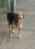 Amora